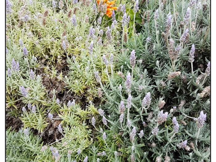 Appartamento con giardino vicino alle spiagge in Corralejo